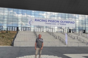 Racing Pigeon Olympiad