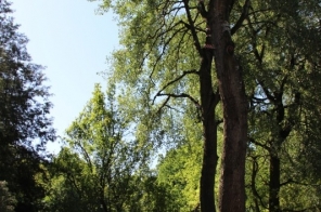 image001