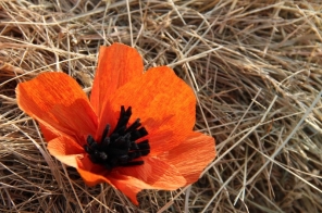 image026