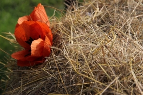 image027
