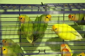 image007