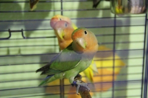 image008