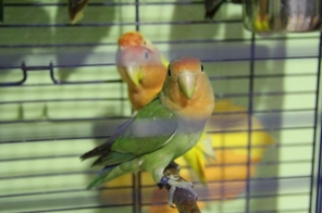 image009