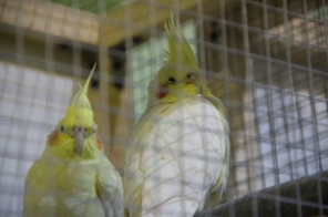 image017