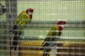 image018