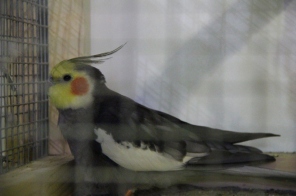 image027