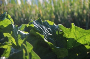 image009